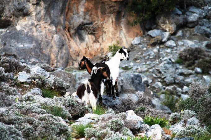 BREATH of AFRICA in CRETE - PHOTO SAFARI From Rethymno Area - Restrictions and Requirements