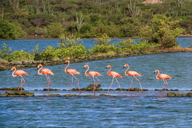 Breath of Curacao Safari - Jeep Adventure Through the Island