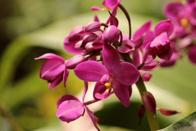 Breathtaking Wonders - Harrisons Cave and Huntes Gardens - Guided Tour Experience