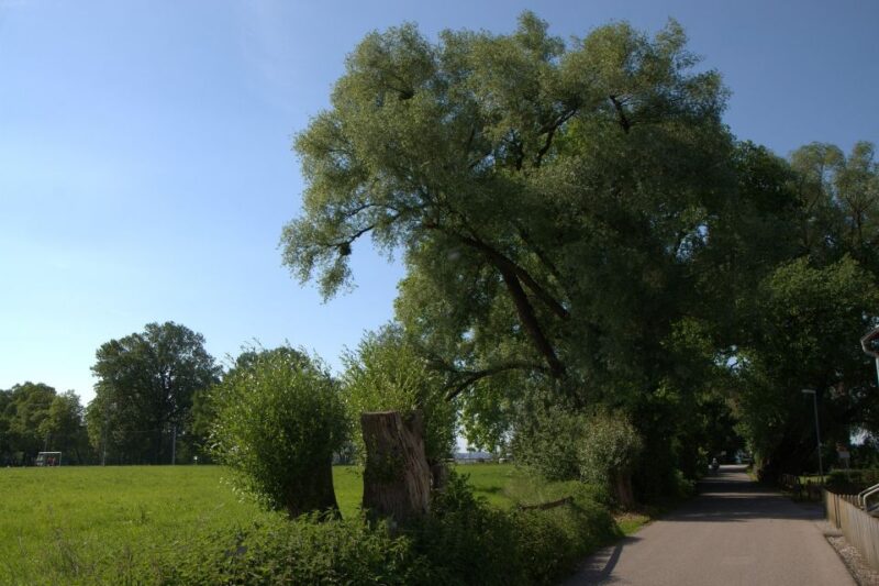 Bregenz - Historic Guided Walking Tour - Guta and Ehre-Guta-Platz