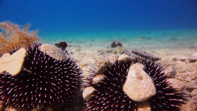 BRELA Bikini Dive *Try SCUBA DIVING* - Location and Meeting Point