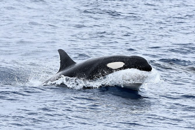 Bremer Bay Orca Experience - Tour Logistics and Details