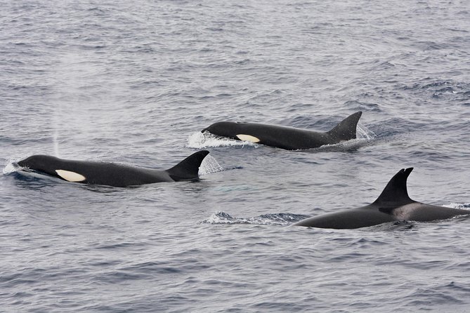 Bremer Bay Orca Experience - Included Amenities and Catering