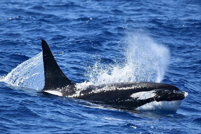 Bremer Bay Orca Experience - Preparing for the Tour