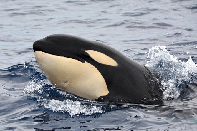 Bremer Bay Orca Experience - Booking and Cancellation Policy