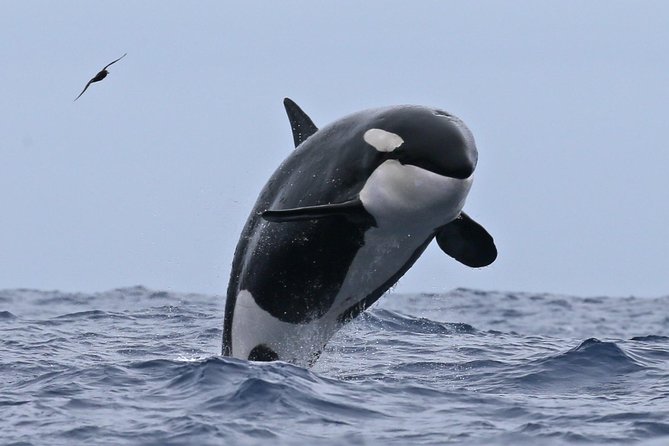 Bremer Canyon Killer Whale (Orca) Expedition - What to Expect