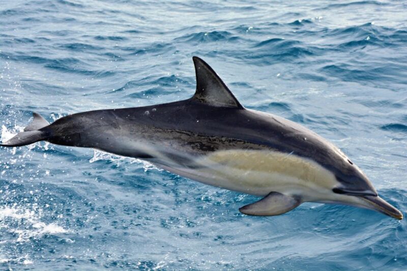 Bremer Canyon Orca Experience From Bremer Bay - Key Points