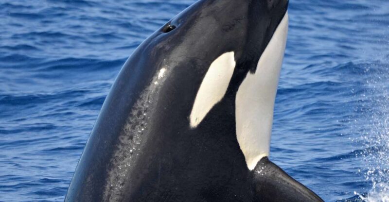 Bremer Canyon Orca Experience From Bremer Bay - Vessel Amenities