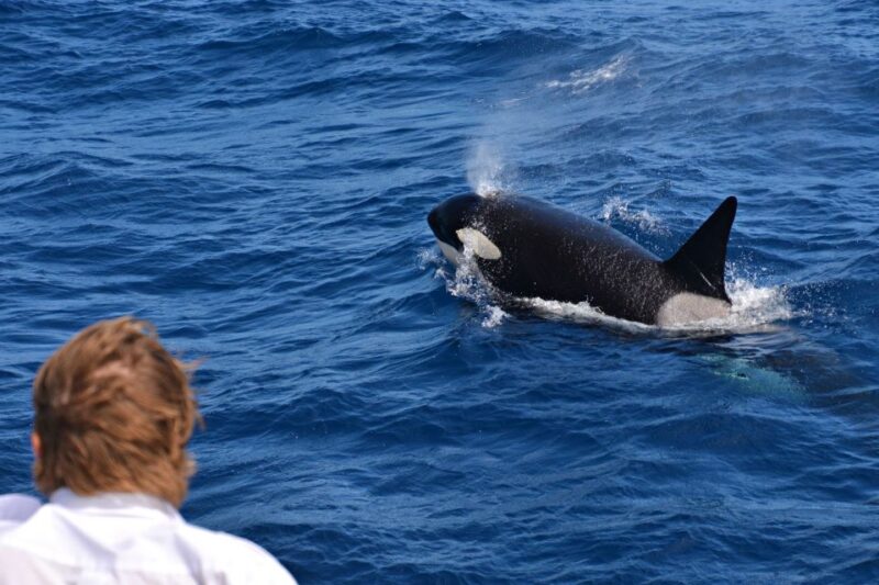 Bremer Canyon Orca Experience From Bremer Bay - Spotting Orcas