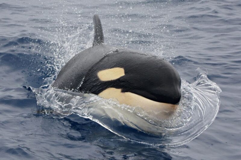 Bremer Canyon Orca Experience From Bremer Bay - Underwater Viewing