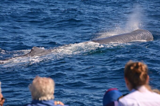 Bremer Canyon Orca Experience From Bremer Bay - Catering Inclusions