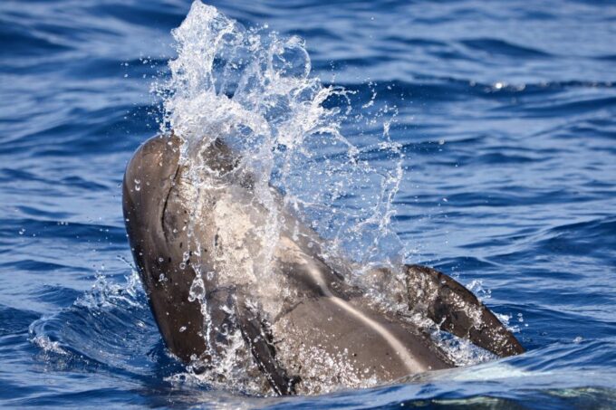 Bremer Canyon Orca Experience From Bremer Bay - Location and Departure