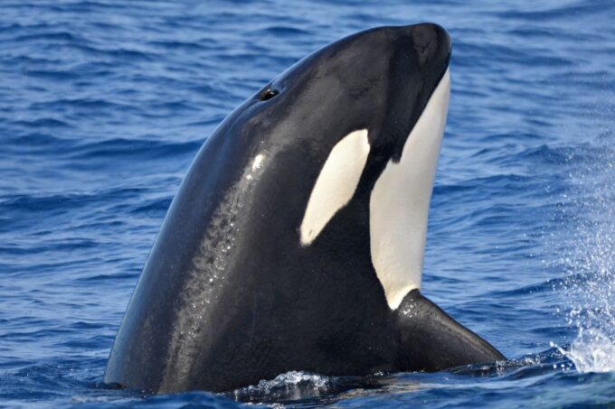Bremer Canyon Orca Experience From Bremer Bay - Pricing and Booking