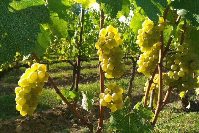 Brescia and Franciacorta Winery Area. Cultural and Wine Tasting Small Group Tour - Discover Franciacorta Wines