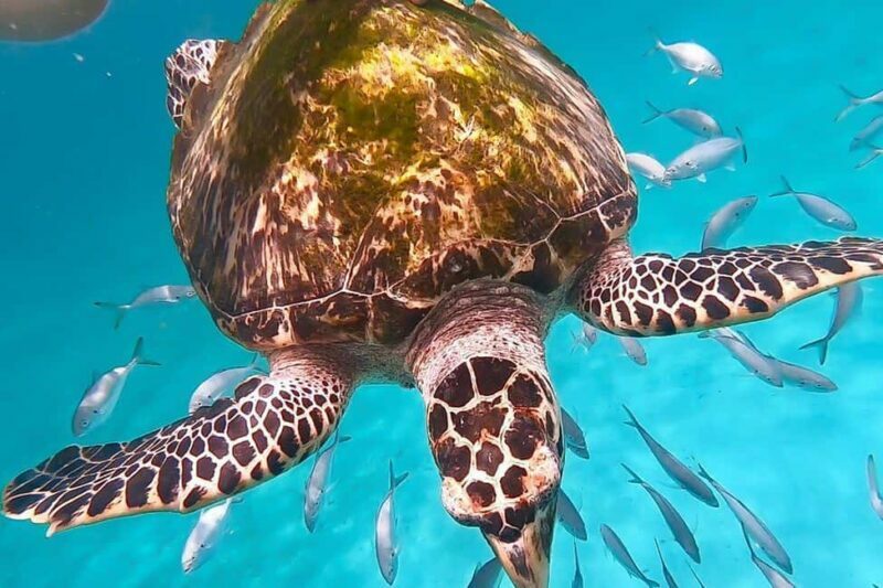 Bridgetown: Carlisle Bay Turtle and Shipwreck Boat Cruise - Key Points