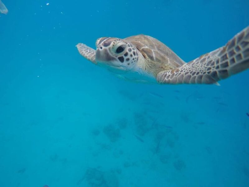 Bridgetown: Wildlife Reserve & Carlisle Bay Tour With Cruise - Itinerary Highlights