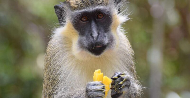 Bridgetown: Wildlife Reserve & Carlisle Bay Tour With Cruise - Booking & Cancellation Policy