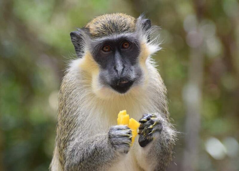 Bridgetown: Wildlife Reserve Tour and Carlisle Bay Cruise - Key Points