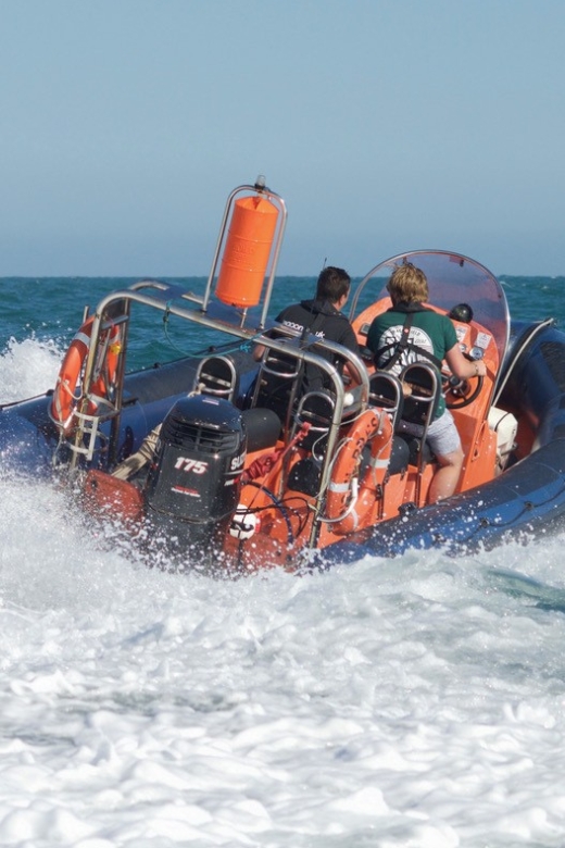 Brighton: Powerboat Ride - Seasonal Wildlife Sightings
