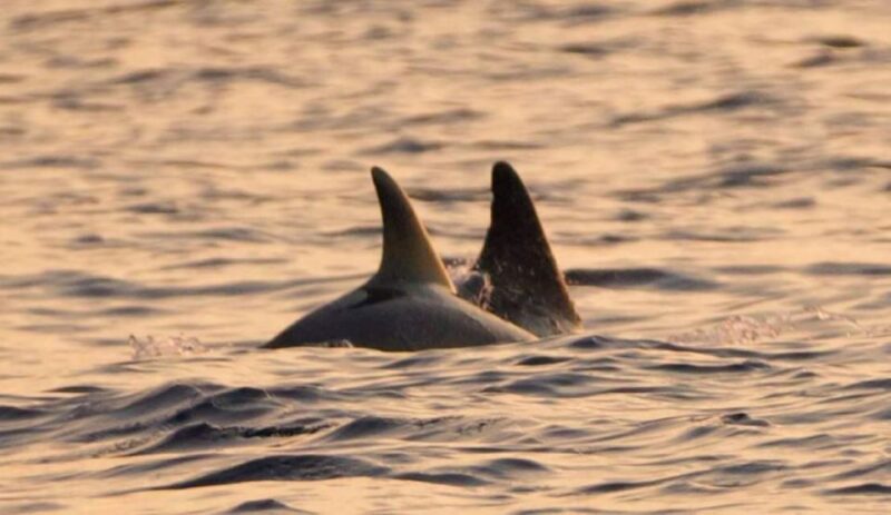 Brijuni Islands: Sunset & Dolphins Private Boat Tour - Itinerary and Experience