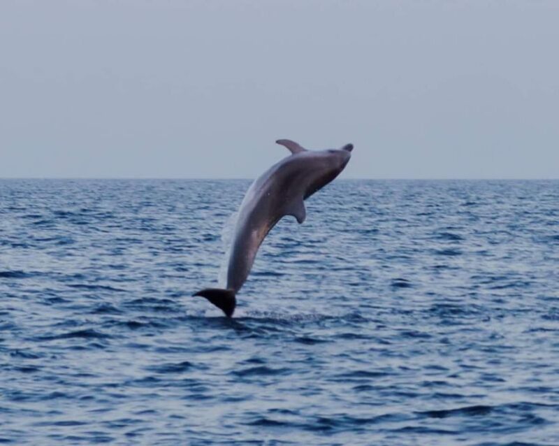 Brijuni Islands: Sunset & Dolphins Private Boat Tour - Meeting Point and Departure