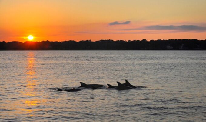 Brijuni Islands: Sunset & Dolphins Private Boat Tour - Accessibility Information