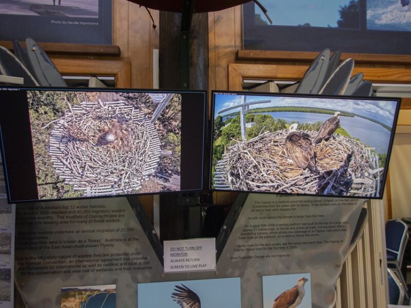 Brisbane: Kangaroos, Birds and Mangroves Coastal Tour - Encounter With Eastern Grey Kangaroos