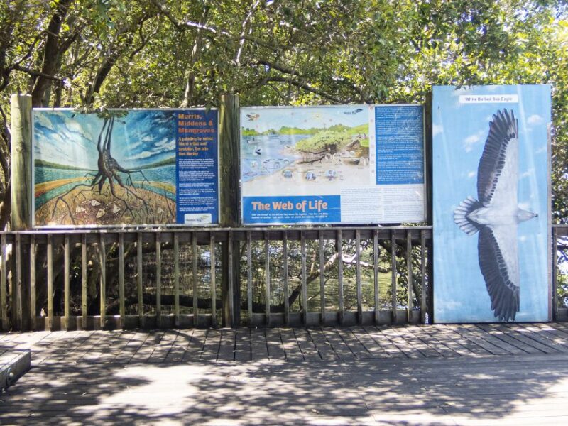 Brisbane: Kangaroos, Birds and Mangroves Coastal Tour - Observing Young Kangaroos in Pouches