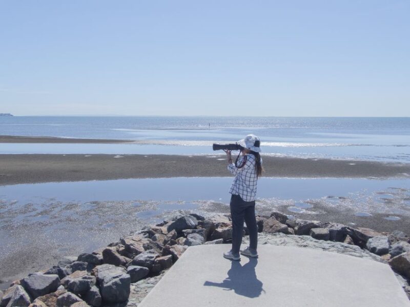 Brisbane: Kangaroos, Birds and Mangroves Coastal Tour - Mangrove Walk and Wader Sightings