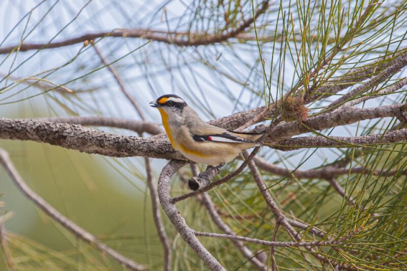 Brisbane: Kangaroos, Birds and Mangroves Coastal Tour - Visiting Osprey House Environmental Center