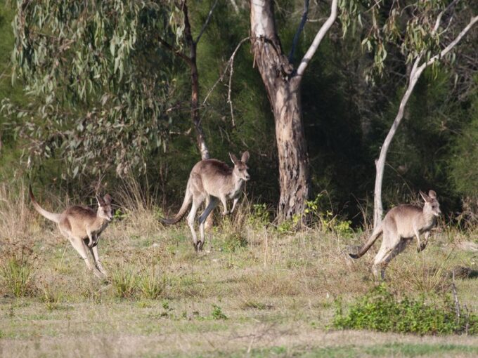 Brisbane: Kangaroos, Birds and Mangroves Coastal Tour - Scenic Drive Across Houghton Highway