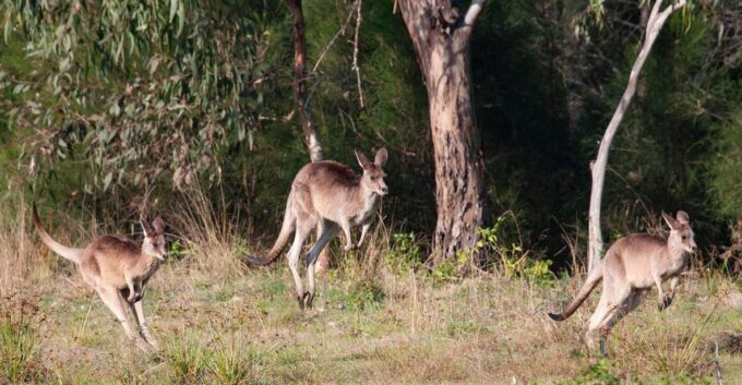 Brisbane: Kangaroos, Birds and Mangroves Coastal Tour - Exploring HMQS Gayundah Shipwreck