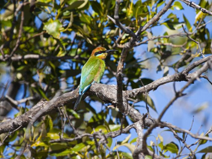 Brisbane: Kangaroos, Birds and Mangroves Coastal Tour - Frequently Asked Questions