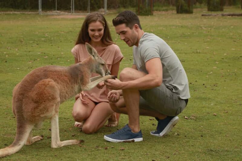 Brisbane River Cruise and Koala Sanctuary Visit - An In-Depth Look at the Brisbane River Cruise and Koala Sanctuary Experience