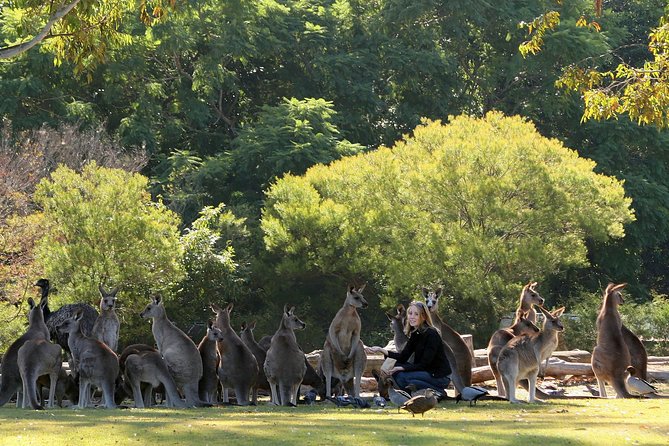 Brisbane River Cruise With Entry to Lone Pine Koala Sanctuary - Cruise Along Brisbane River