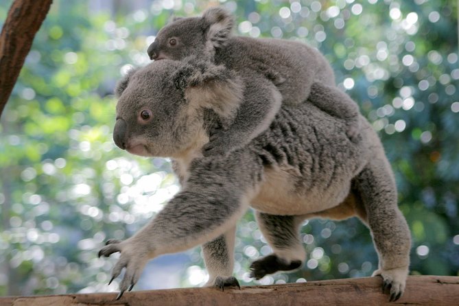 Brisbane River Cruise With Entry to Lone Pine Koala Sanctuary - Tour Schedule and Duration