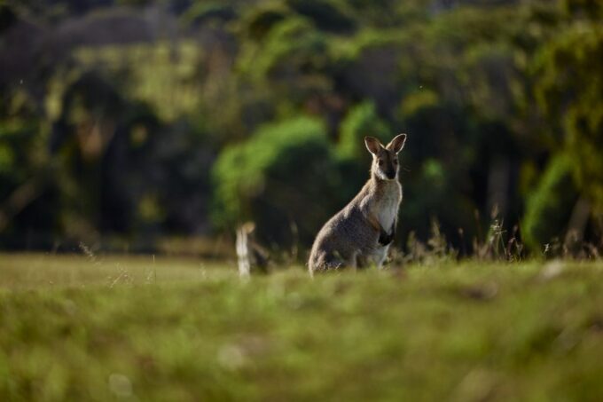 Brisbane: Sirromet Winery Tour With Tasting & 2-Course Lunch - Tour Duration and Price