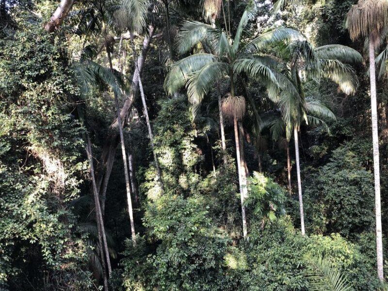 Brisbane: Springbrook and Mt Tamborine Rainforest Day Tour - Gallery Walk Experience