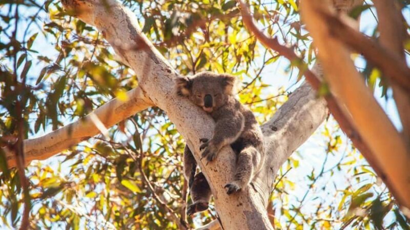 Brisbane to North Stradbroke Island Day: Wildlife & Beaches - Is the Tour Worth the Price?