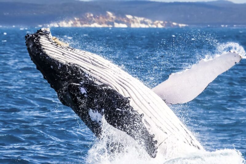 Brisbane: Whale Watching Cruise With Lunch - Key Points