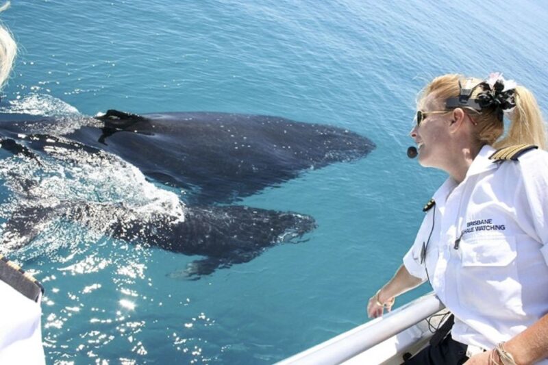 Brisbane: Whale Watching Cruise With Lunch - Highlights of the Whale Watching Experience
