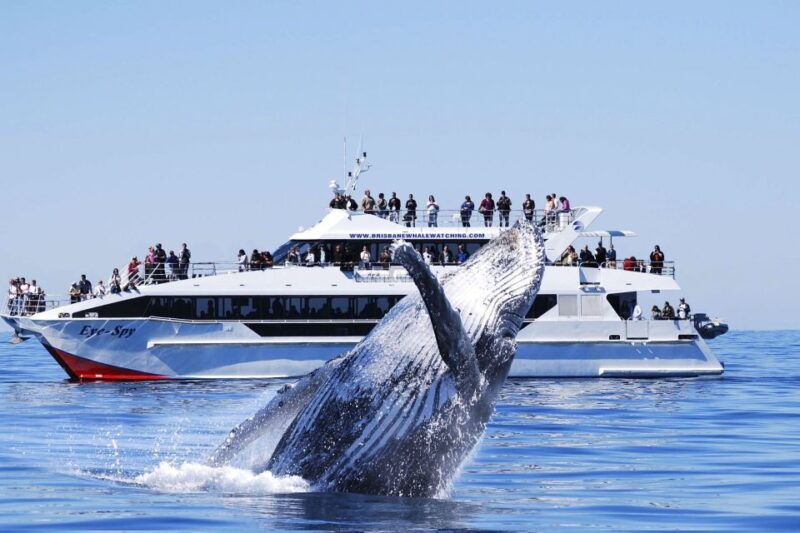 Brisbane: Whale Watching Cruise With Lunch - Inclusions and Whats Covered
