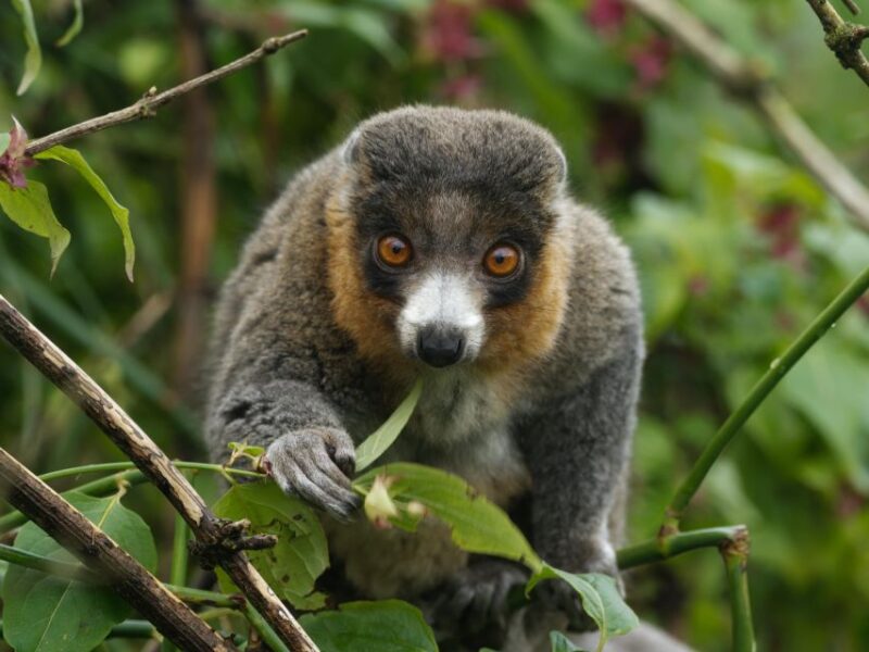 Bristol: Bristol Zoo Project Entry Ticket - Key Attractions at the Zoo