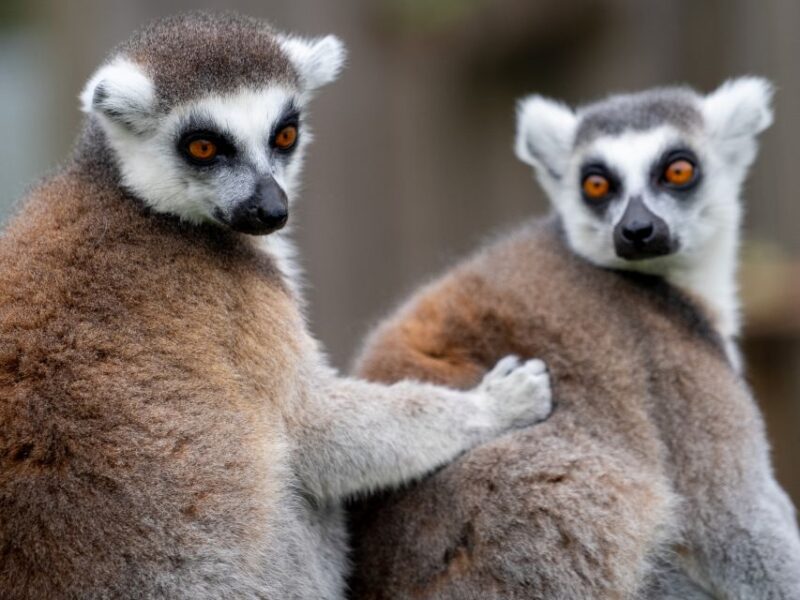 Bristol: Bristol Zoo Project Entry Ticket - Practical Information for Visitors