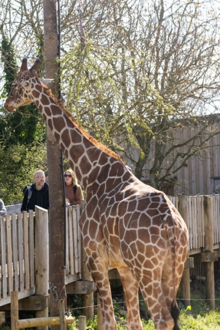 Bristol: Bristol Zoo Project Entry Ticket - Ticket Pricing and Booking Details