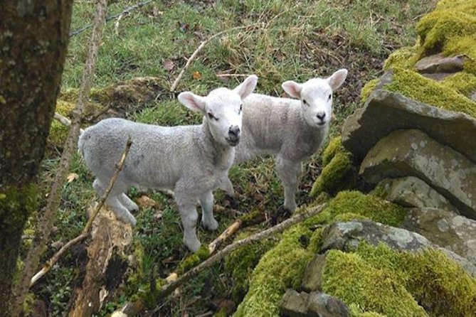 Bronte Country and Yorkshire Dales Private Day Trip From York - Booking Information