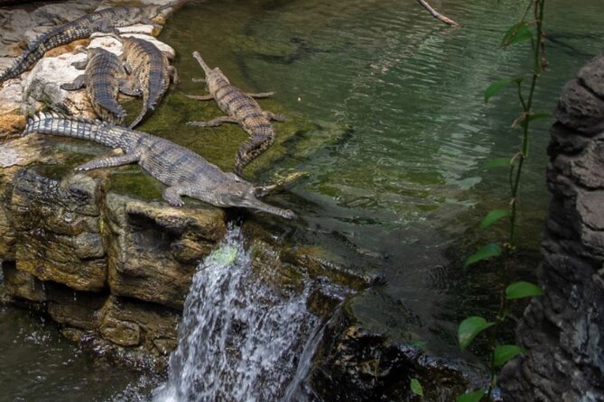 Bronx Zoo Admission Ticket - Key Exhibits and Attractions