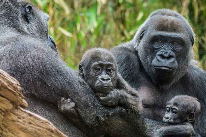 Bronx Zoo Admission Ticket - Wildlife Viewing Experiences