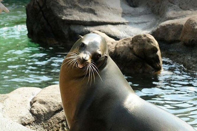 Bronx Zoo Admission Ticket - Visitor Feedback and Reviews