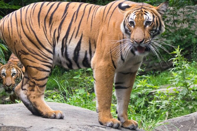Bronx Zoo Admission Ticket - Visitor Information and Requirements